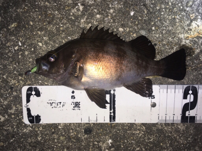 深夜のライトゲーム