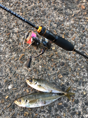 朝まづめアジング