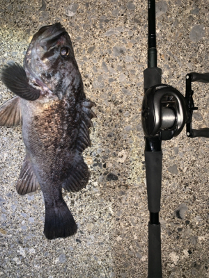 夕方からちょこっと釣行