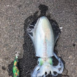 初アオリゲット