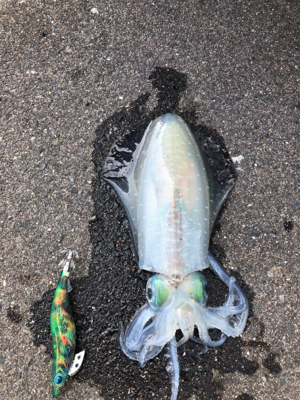 初アオリゲット