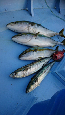 ジギング初挑戦