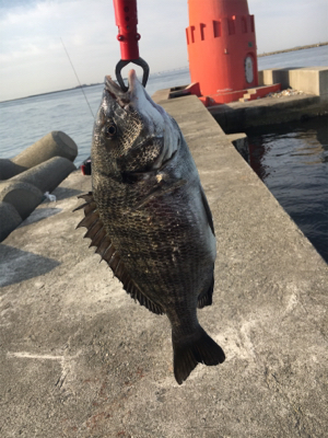 釣り日和でした