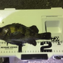 メバル。自己最高記録！