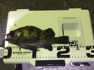 メバル。自己最高記録！