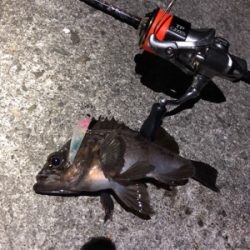 プラッキングメバル