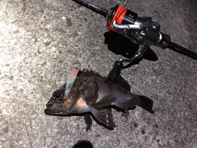 プラッキングメバル