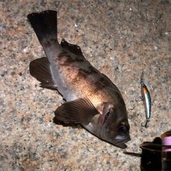 日課的シャロー&サーフ