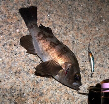 日課的シャロー&サーフ