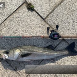 神戸港、デイビッグシーバス！！