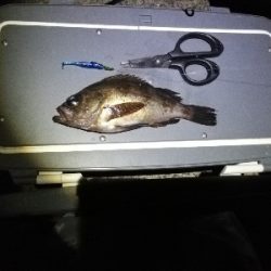 のんびりメバリング～