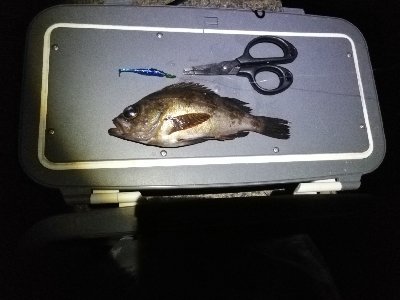 のんびりメバリング～