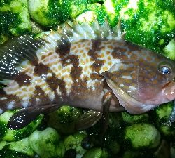 ナイトメバリング