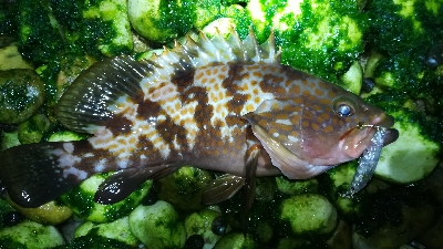 ナイトメバリング