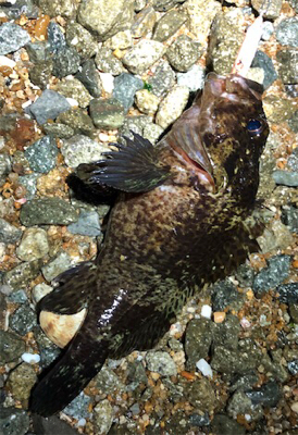 日課的メバリング 不意な大物