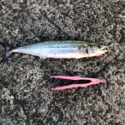 久しぶりのムコイチ