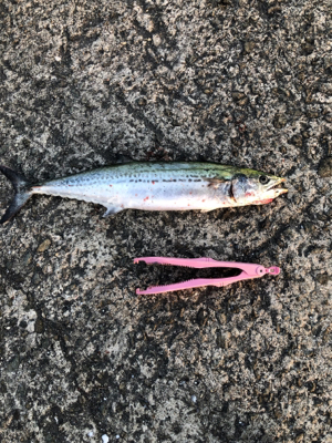 久しぶりのムコイチ