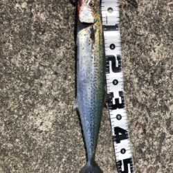 調子に乗って…釣り仲間と