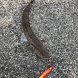 本日もエソなり。