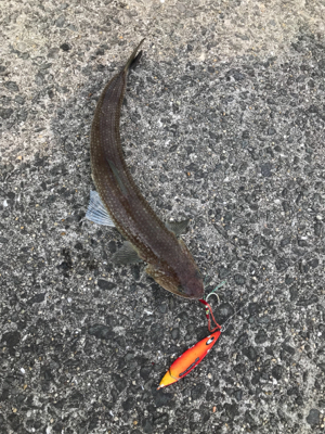 本日もエソなり。