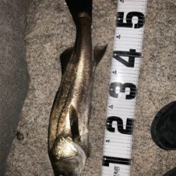 まさかのシーバス