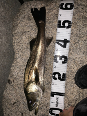 まさかのシーバス