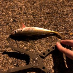 ナイトアジーんぐ