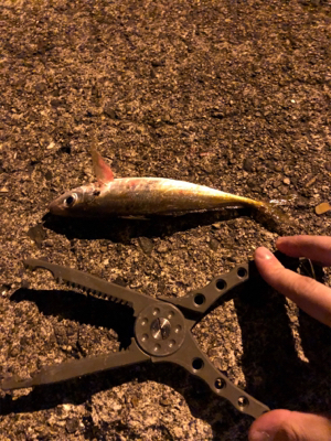 ナイトアジーんぐ