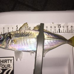 アジングで良型アジ！