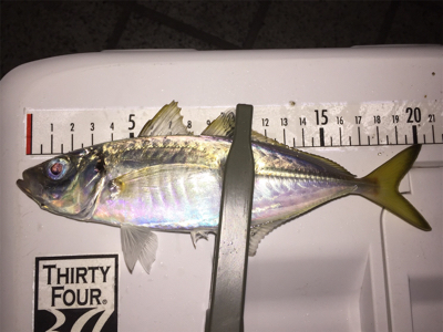 アジングで良型アジ！