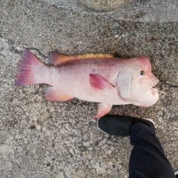 74㎝のモンスターハント!しかも見えコブ!