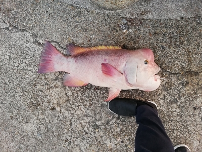 74㎝のモンスターハント!しかも見えコブ!