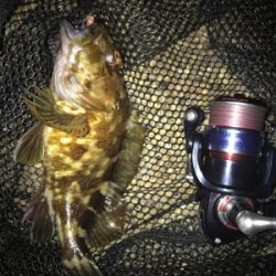 久しぶりに持ち帰りサイズのガシラGET (^.^)