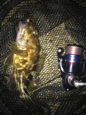 久しぶりに持ち帰りサイズのガシラGET (…