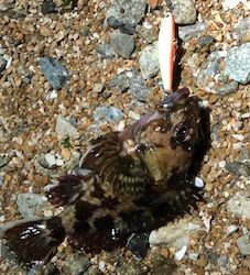 日課的浅場ライトゲーム