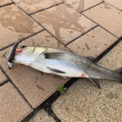 神戸港と帆船でっかシーバス