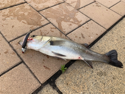 神戸港と帆船でっかシーバス