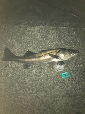 久しぶりのSTF(ショートタイムフィッシン…