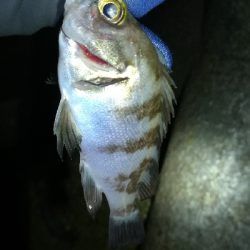 ナイトメバリング