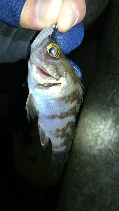 ナイトメバリング