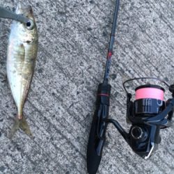 アジングゲーム