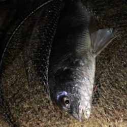 3投目のフォールでヒット。