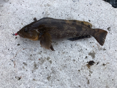 タモで∑(ﾟДﾟ)