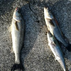 イワシがいっぱい