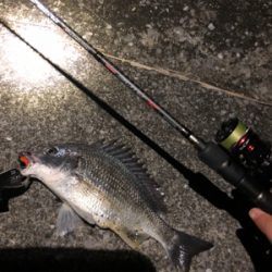 太田川放水路なんとか1匹