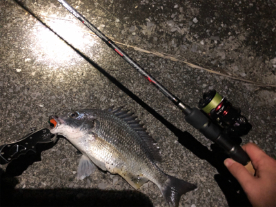 太田川放水路なんとか1匹