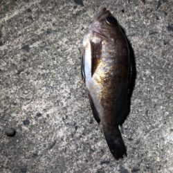 久しぶりのメバリング