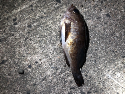 久しぶりのメバリング