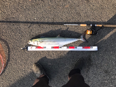 陸っぱり、初サワラ！うん〜ヤナギかな？