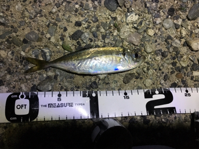 ナイトアジング